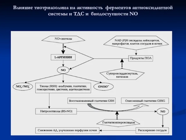 Влияние тиотриазолина на активность ферментов антиоксидантной системы и ТДС и биодоступности NO