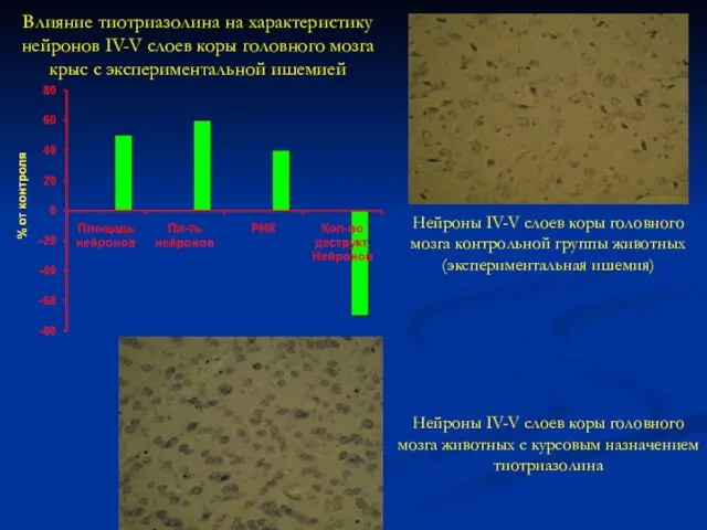 Влияние тиотриазолина на характеристику нейронов IV-V слоев коры головного мозга крыс с