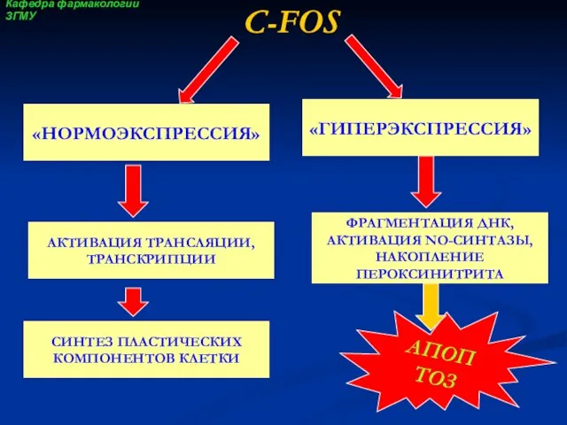 «ГИПЕРЭКСПРЕССИЯ» C-FOS «НОРМОЭКСПРЕССИЯ» АКТИВАЦИЯ ТРАНСЛЯЦИИ, ТРАНСКРИПЦИИ СИНТЕЗ ПЛАСТИЧЕСКИХ КОМПОНЕНТОВ КЛЕТКИ ФРАГМЕНТАЦИЯ ДНК,