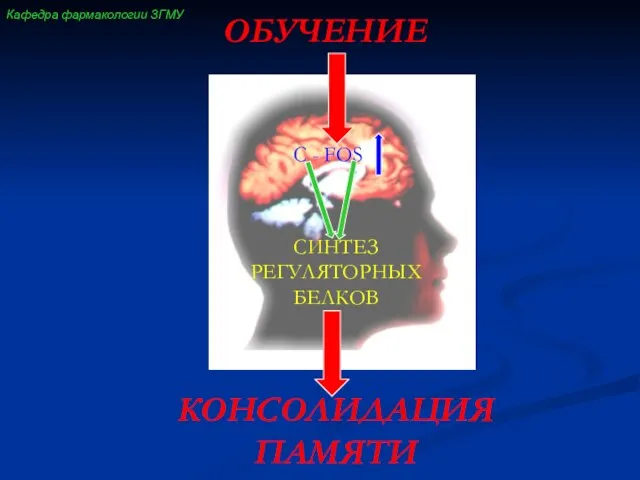 ОБУЧЕНИЕ C - FOS СИНТЕЗ РЕГУЛЯТОРНЫХ БЕЛКОВ КОНСОЛИДАЦИЯ ПАМЯТИ Кафедра фармакологии ЗГМУ