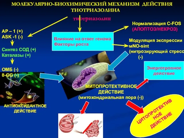 МОЛЕКУЛЯРНО-БИОХИМИЧЕСКИЙ МЕХАНИЗМ ДЕЙСТВИЯ ТИОТРИАЗОЛИНА тиотриазолин AP – 1 (+) ASK -1 (-)