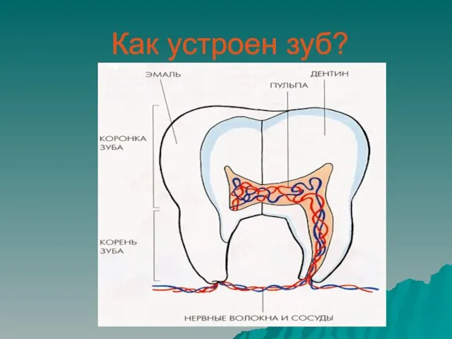 Как устроен зуб?