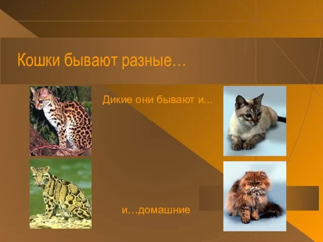 Кошки бывают разные… Дикие они бывают и... и…домашние