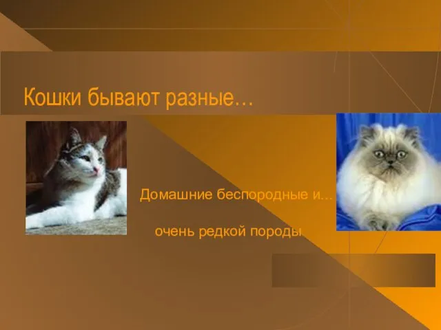 Кошки бывают разные… Домашние беспородные и... очень редкой породы