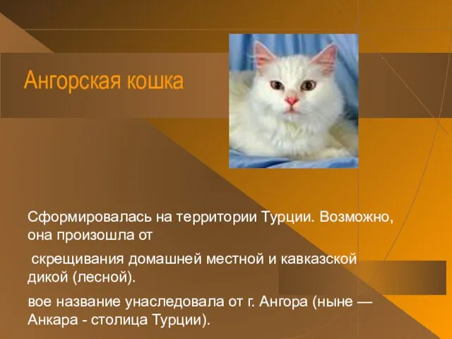 Ангорская кошка Сформировалась на территории Турции. Возможно, она произошла от скрещивания домашней