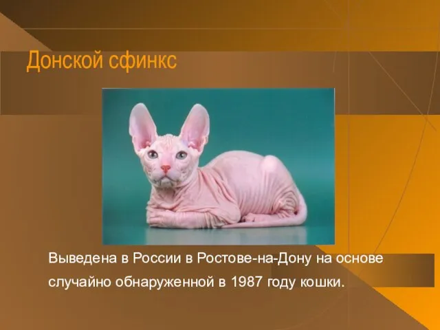 Донской сфинкс Выведена в России в Ростове-на-Дону на основе случайно обнаруженной в 1987 году кошки.