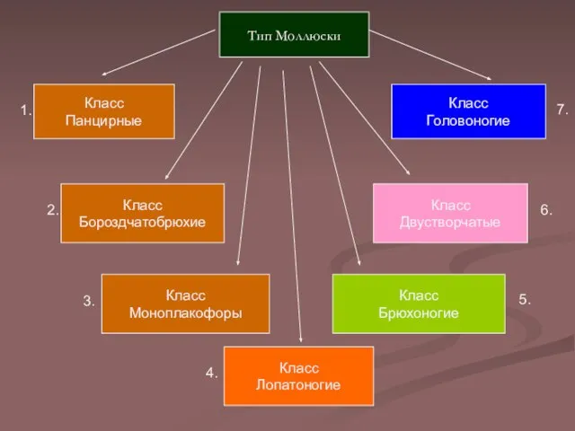 Тип Моллюски Класс Панцирные Класс Бороздчатобрюхие Класс Лопатоногие Класс Двустворчатые Класс Брюхоногие