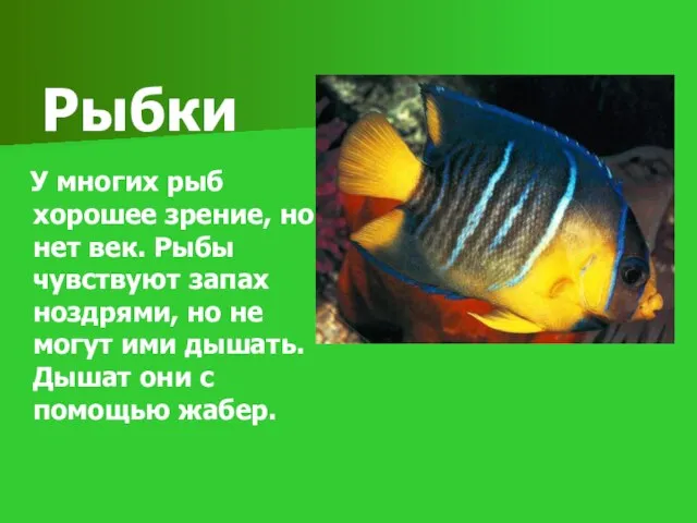 Рыбки У многих рыб хорошее зрение, но нет век. Рыбы чувствуют запах