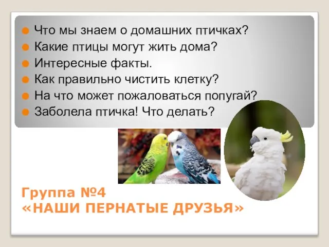 Группа №4 «НАШИ ПЕРНАТЫЕ ДРУЗЬЯ» Что мы знаем о домашних птичках? Какие