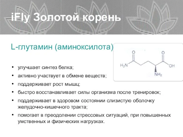 iFly Золотой корень L-глутамин (аминоксилота) улучшает синтез белка; активно участвует в обмене