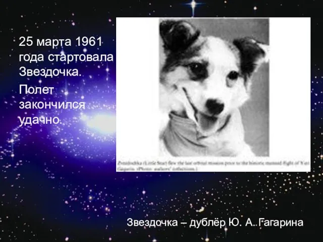 25 марта 1961 года стартовала Звездочка. Полет закончился удачно. Звездочка – дублёр Ю. А. Гагарина