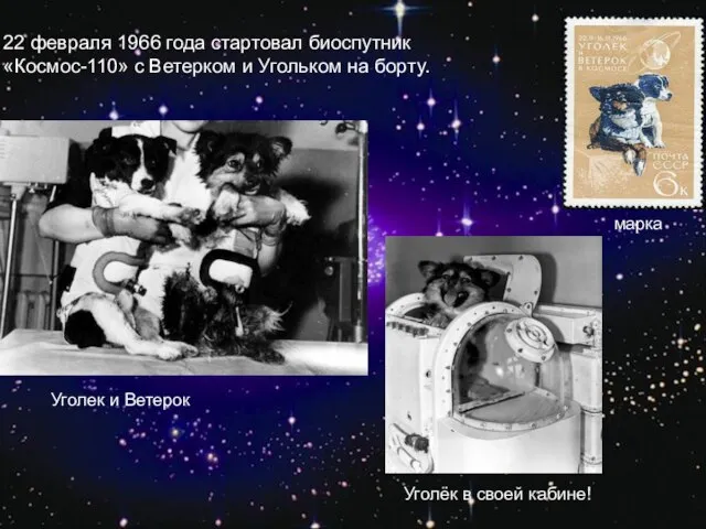 22 февраля 1966 года стартовал биоспутник «Космос-110» с Ветерком и Угольком на