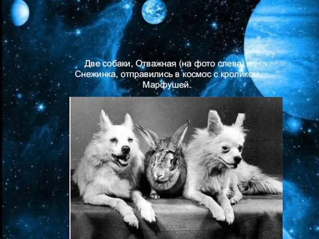 Две собаки, Отважная (на фото слева) и Снежинка, отправились в космос с кроликом Марфушей.