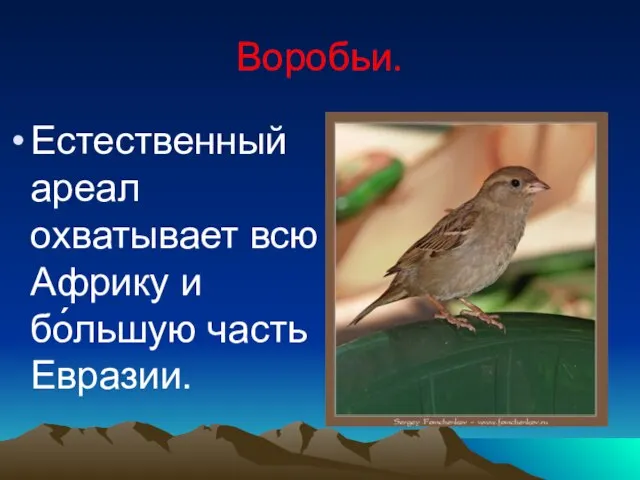 Воробьи. Естественный ареал охватывает всю Африку и бо́льшую часть Евразии.