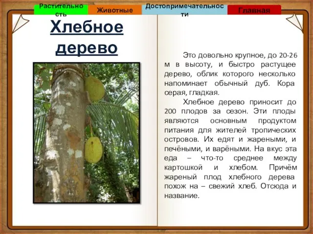 Хлебное дерево Это довольно крупное, до 20-26 м в высоту, и быстро