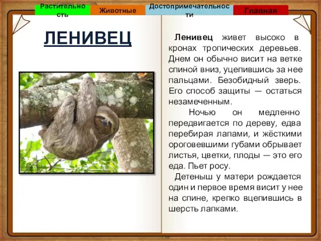 ЛЕНИВЕЦ Ленивец живет высоко в кронах тропических деревьев. Днем он обычно висит