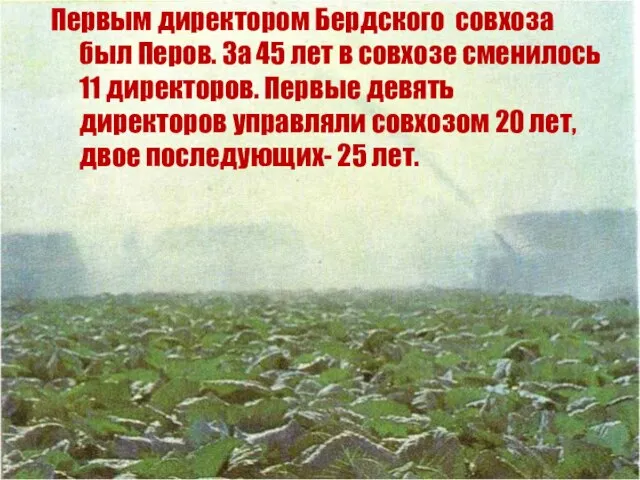 Первым директором Бердского совхоза был Перов. За 45 лет в совхозе сменилось