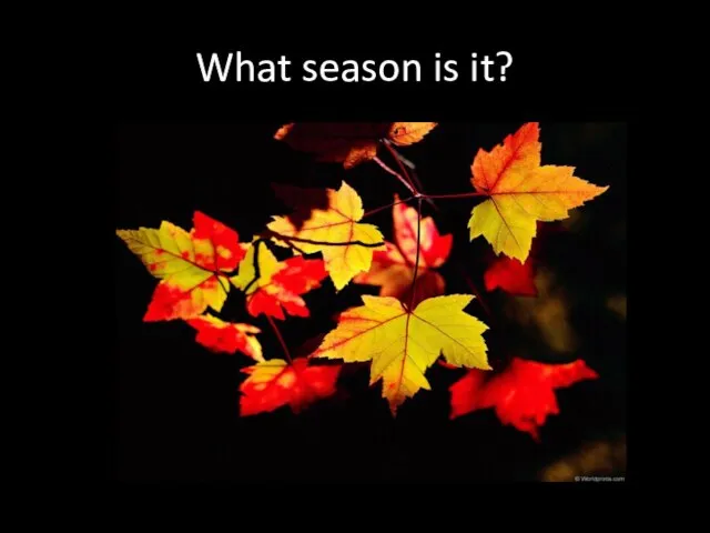 What season is it?