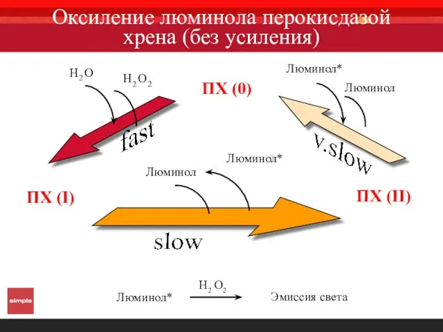 Оксиление люминола перокисдазой хрена (без усиления)