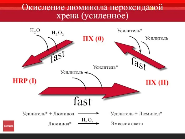 Окисление люминола пероксидазой хрена (усиленное)