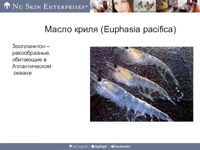 Масло криля (Euphasia pacifica) Зоопланктон – ракообразные, обитающие в Атлантическом океане