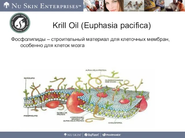 Krill Oil (Euphasia pacifica) Фосфолипиды – строительный материал для клеточных мембран, особенно для клеток мозга Глицерол