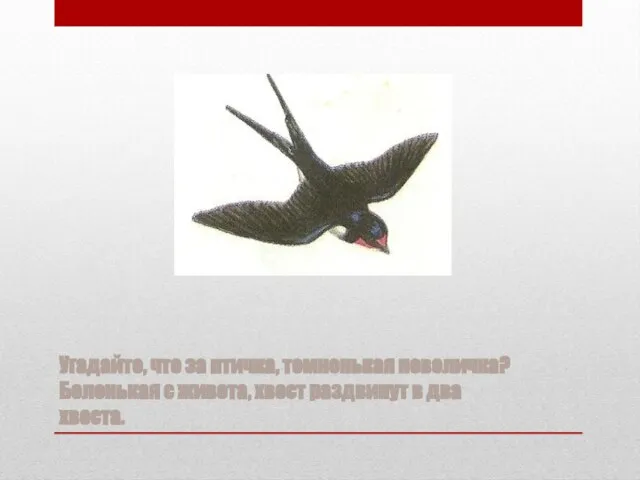 Угадайте, что за птичка, темненькая невеличка? Беленькая с живота, хвост раздвинут в два хвоста.