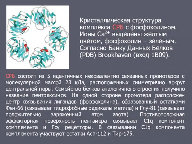 Кристаллическая структура комплекса СРБ с фосфохолином. Ионы Ca2+ выделены желтым цветом, фосфохолин