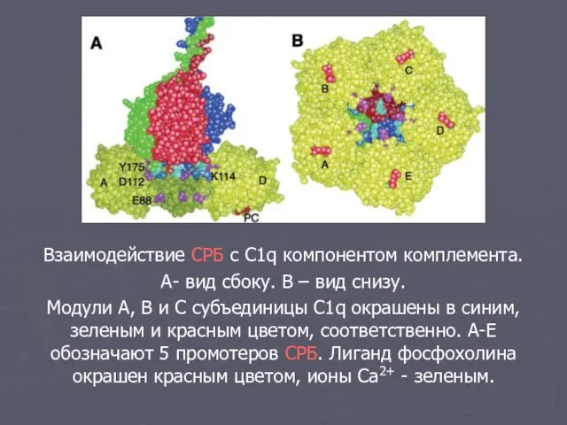 Взаимодействие СРБ с С1q компонентом комплемента. А- вид сбоку. В – вид