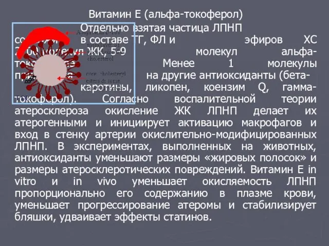 Витамин Е (альфа-токоферол) Отдельно взятая частица ЛПНП содержит в составе ТГ, ФЛ