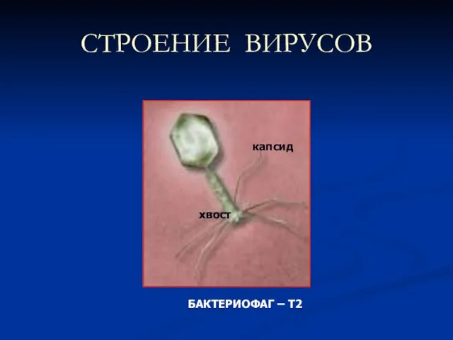 СТРОЕНИЕ ВИРУСОВ капсид хвост БАКТЕРИОФАГ – Т2