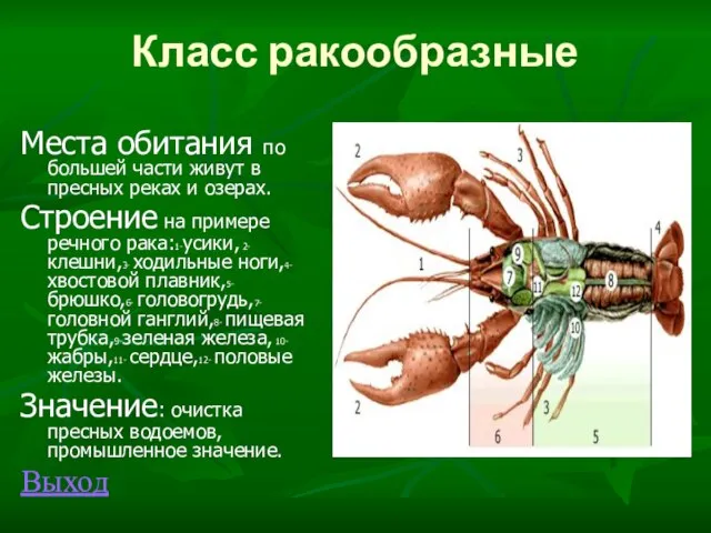 Класс ракообразные Места обитания по большей части живут в пресных реках и