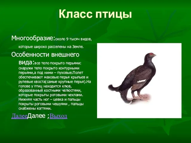 Класс птицы Многообразие:около 9 тысяч видов,которые широко расселены на Земле. Особенности внешнего