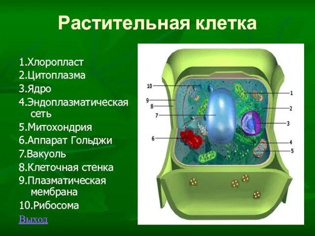 Растительная клетка 1.Хлоропласт 2.Цитоплазма 3.Ядро 4.Эндоплазматическая сеть 5.Митохондрия 6.Аппарат Гольджи 7.Вакуоль 8.Клеточная