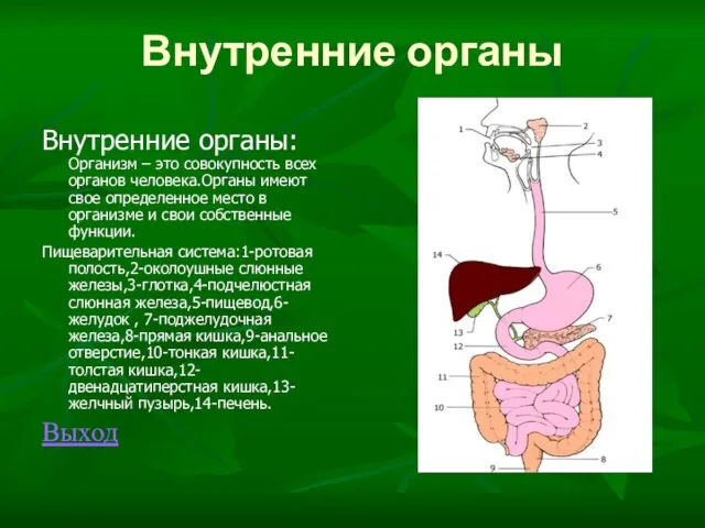 Внутренние органы Внутренние органы: Организм – это совокупность всех органов человека.Органы имеют