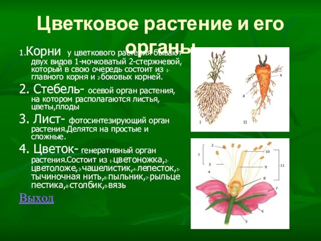 Цветковое растение и его органы 1.Корни у цветкового растения бывают двух видов