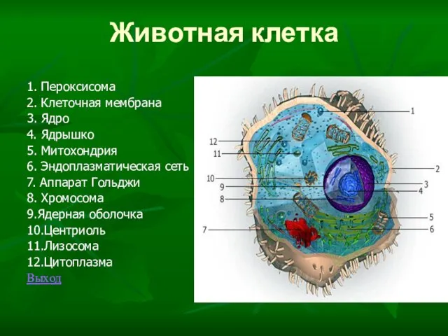 Животная клетка 1. Пероксисома 2. Клеточная мембрана 3. Ядро 4. Ядрышко 5.