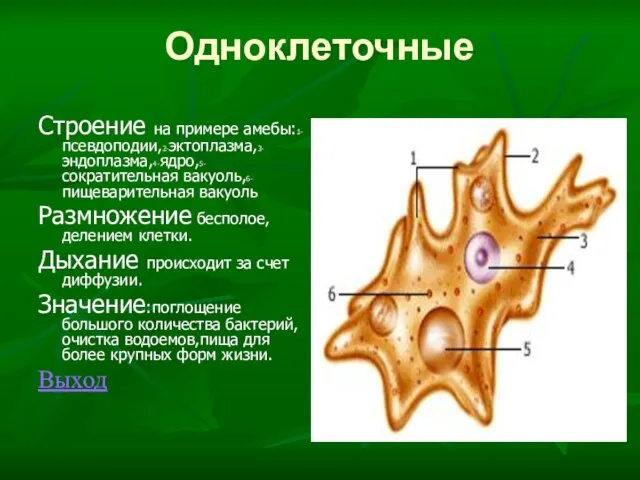 Одноклеточные Строение на примере амебы:1-псевдоподии,2-эктоплазма,3-эндоплазма,4-ядро,5-сократительная вакуоль,6-пищеварительная вакуоль Размножение бесполое,делением клетки. Дыхание происходит