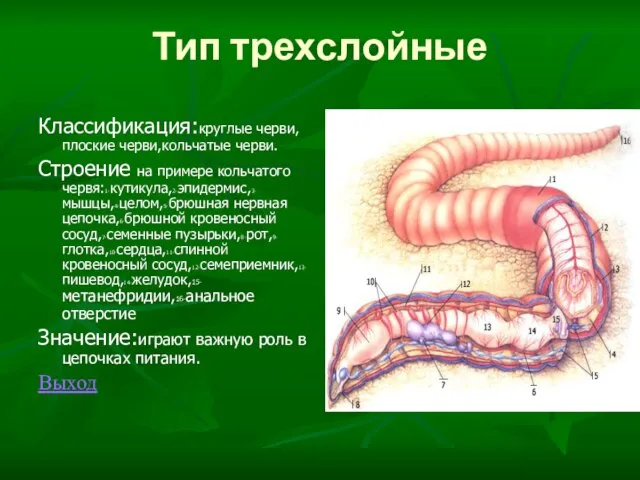 Тип трехслойные Классификация:круглые черви,плоские черви,кольчатые черви. Строение на примере кольчатого червя:1-кутикула,2-эпидермис,3-мышцы,4-целом,5-брюшная нервная