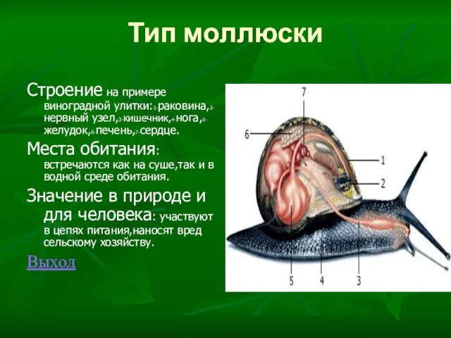 Тип моллюски Строение на примере виноградной улитки:1-раковина,2-нервный узел,3-кишечник,4-нога,5-желудок,6-печень,7-сердце. Места обитания: встречаются как