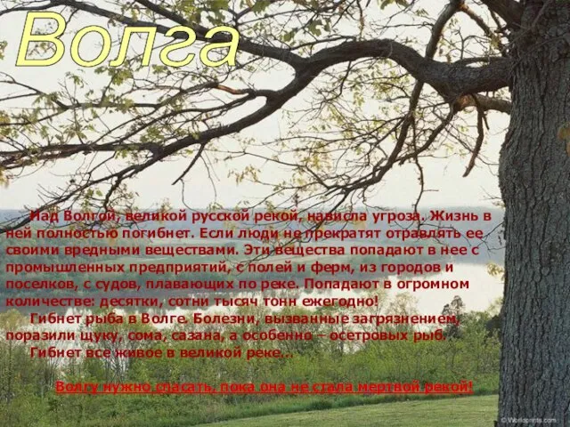 Волга Над Волгой, великой русской рекой, нависла угроза. Жизнь в ней полностью
