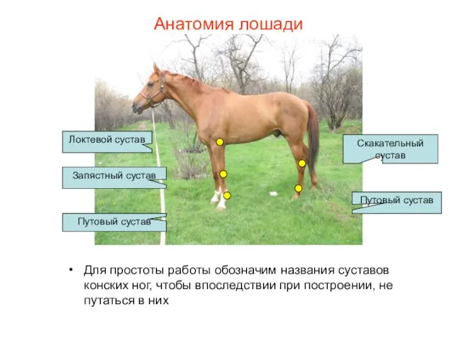 Анатомия лошади Для простоты работы обозначим названия суставов конских ног, чтобы впоследствии