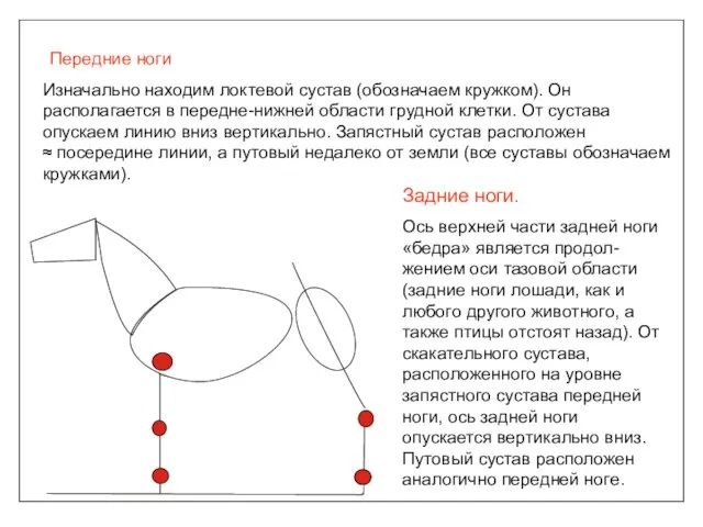 Передние ноги Изначально находим локтевой сустав (обозначаем кружком). Он располагается в передне-нижней