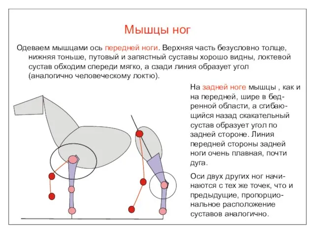 Мышцы ног Одеваем мышцами ось передней ноги. Верхняя часть безусловно толще, нижняя