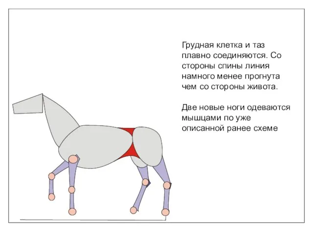 Грудная клетка и таз плавно соединяются. Со стороны спины линия намного менее