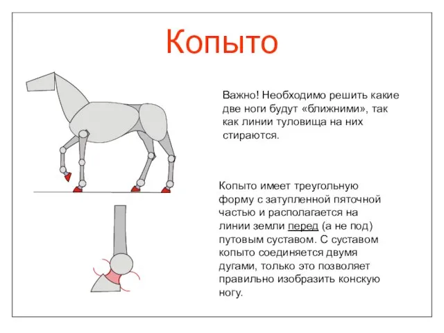 Копыто Копыто имеет треугольную форму с затупленной пяточной частью и располагается на