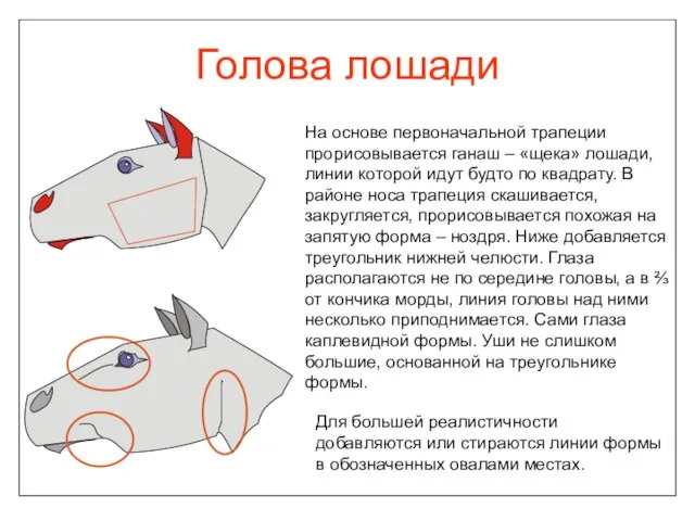 Голова лошади На основе первоначальной трапеции прорисовывается ганаш – «щека» лошади, линии