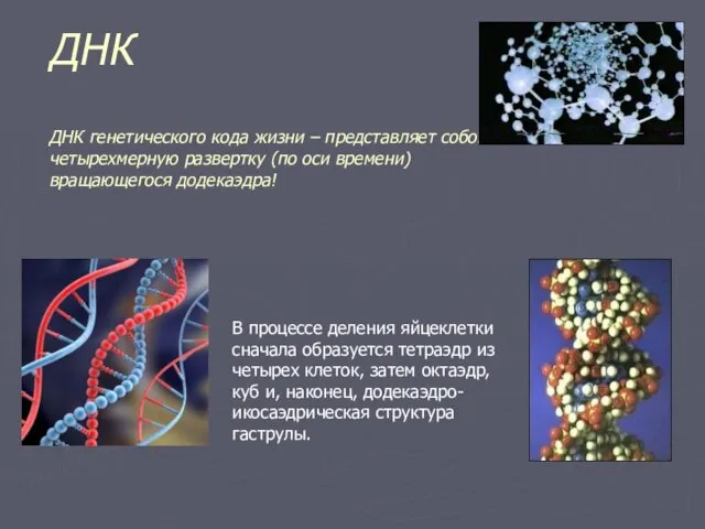 ДНК ДНК генетического кода жизни – представляет собой четырехмерную развертку (по оси