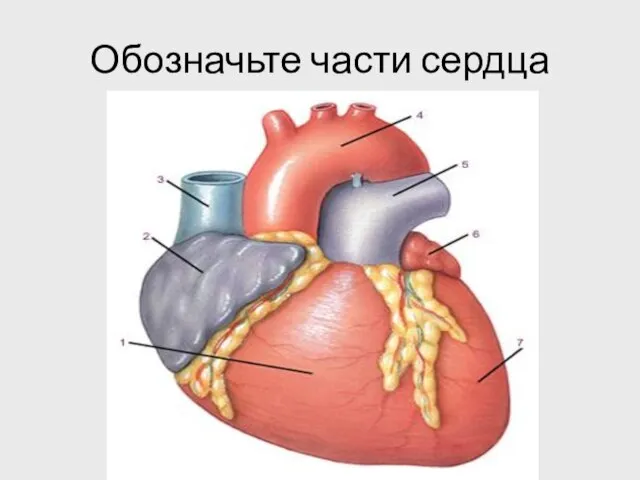 Обозначьте части сердца