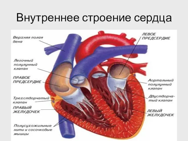 Внутреннее строение сердца